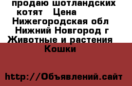 продаю шотландских котят › Цена ­ 3 500 - Нижегородская обл., Нижний Новгород г. Животные и растения » Кошки   